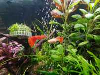 RARYTAS Gupik Full Red Albino (PARA)