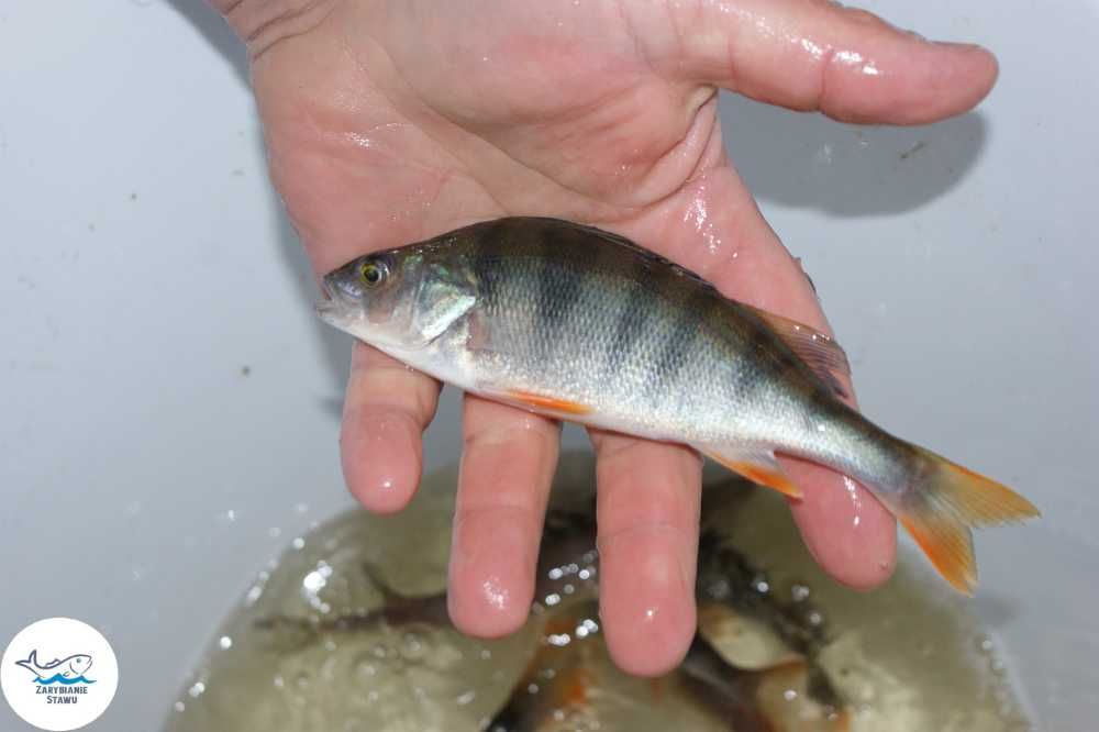 Narybek okonia zarybianiestawu