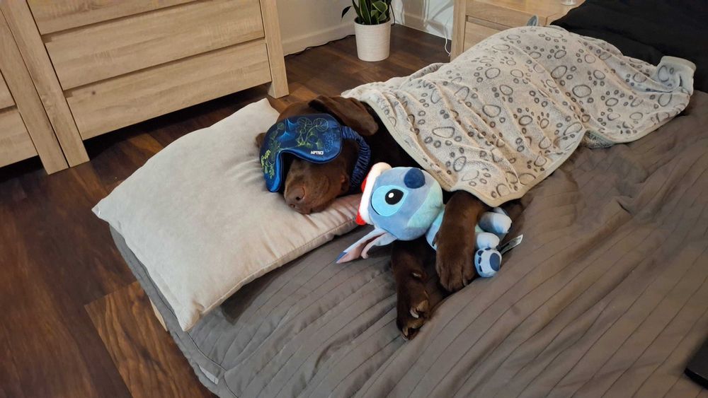 Labrador Retriever - ZKwP (FCI) - Czekoladowa suczka