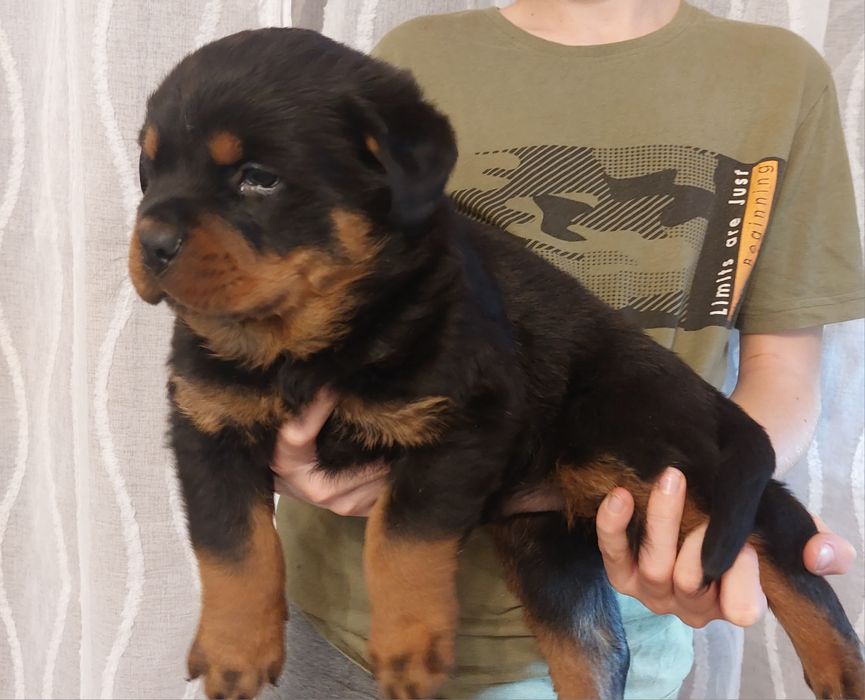 Rottweiler suczka Gotowa do odbioru.