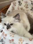 Kotka Ragdoll - Gumi