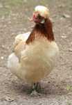 Ovos patos Gigantes / Malines. Brahmas/ Sedosas USA /Jersey/ Araucanas