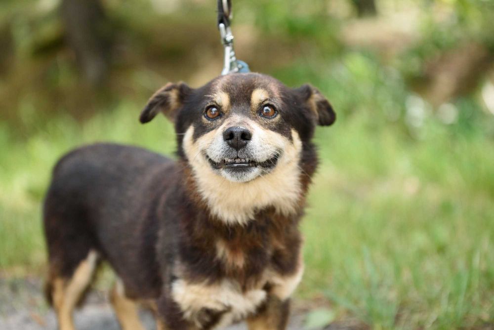 SMILKO - kompaktowy, przytulaśny, słodziutki pycholek