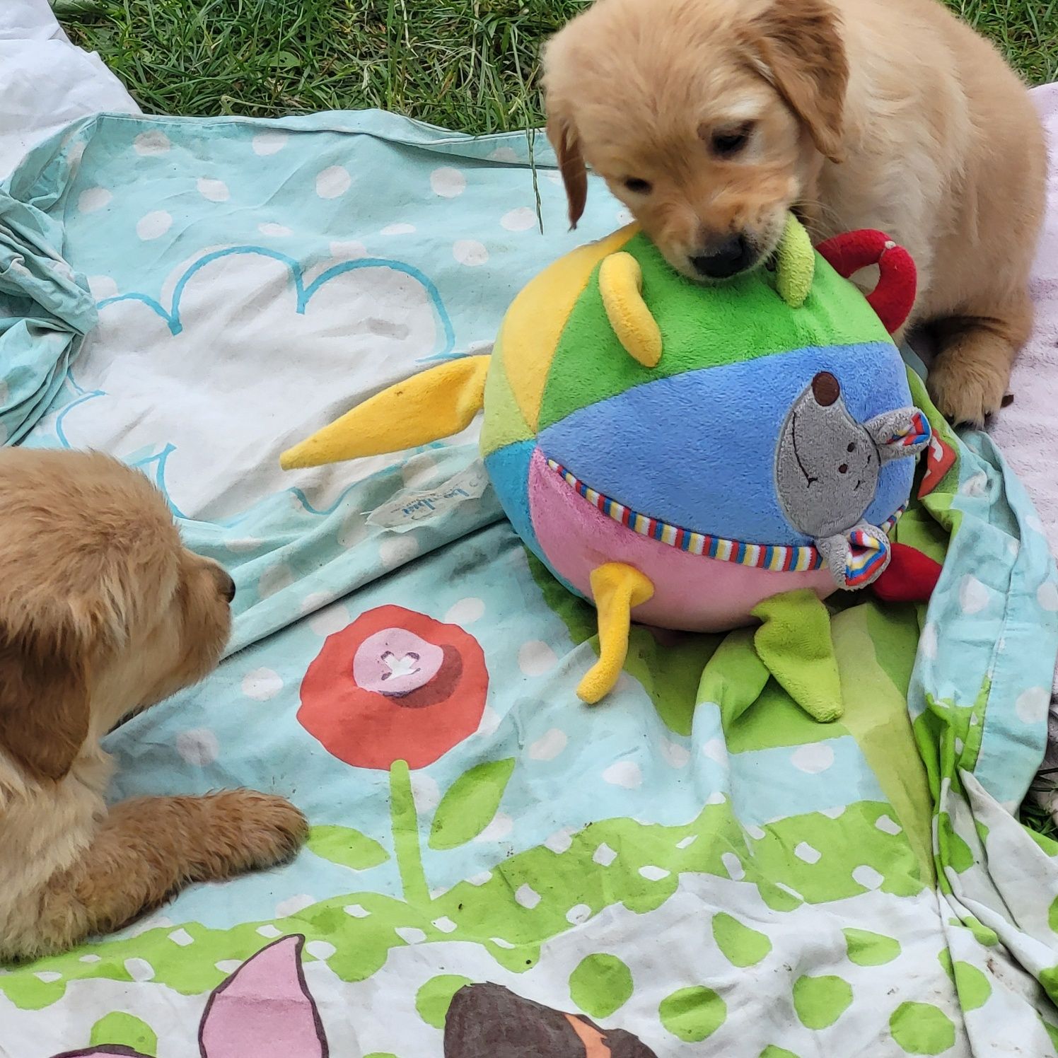 Golden retriever pies samiec 4 pokoleniowy rodowód badania