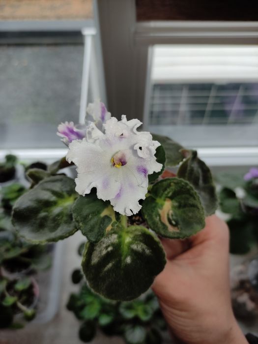 Вазони, фіалки, заміакулькас