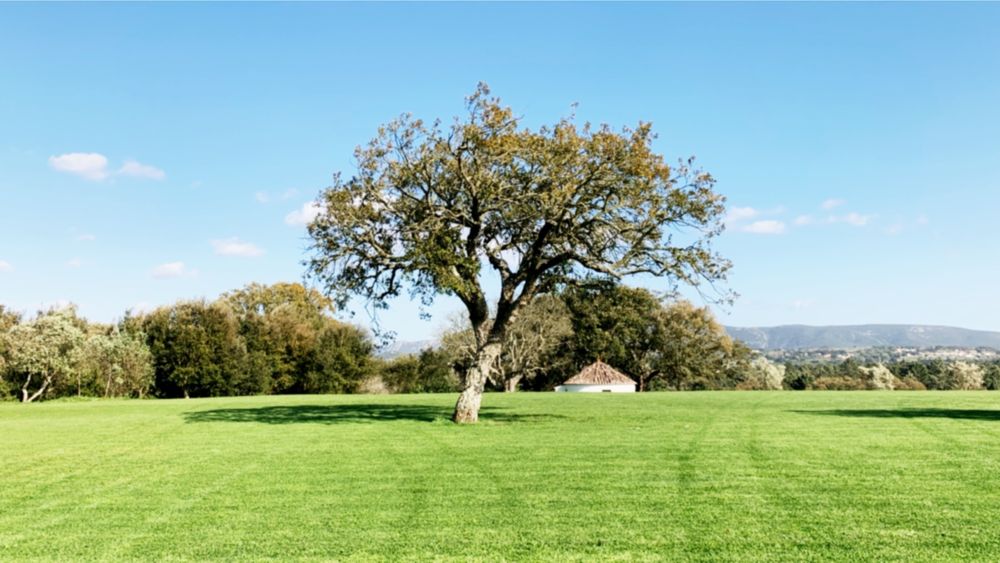 Jardinagem, Manutenção de Jardins