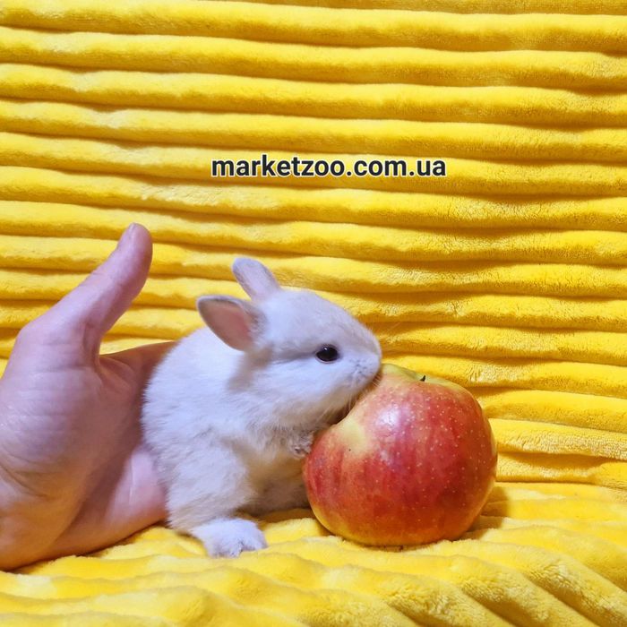 Супер миник в невероятно редком окрасе