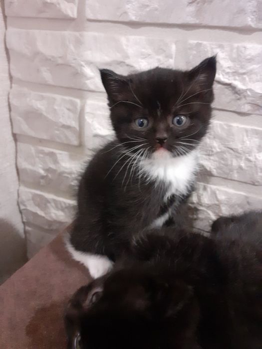 Маленька кішечка шукає родину