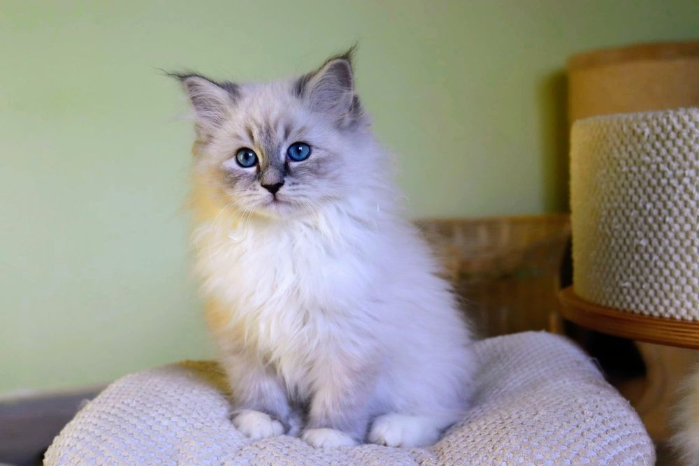 Kotka Neva Masquerade rodzice z tytułami Champion WCF