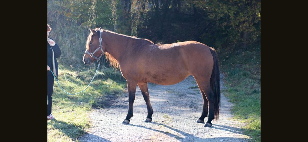 Klacz huculska 9 lat, hucuł, do programu