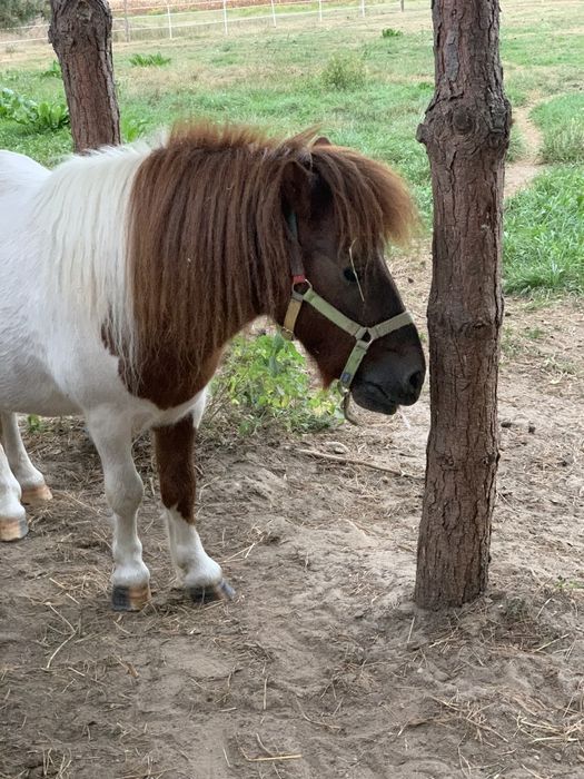 Kucyk Ogierek Wojtek