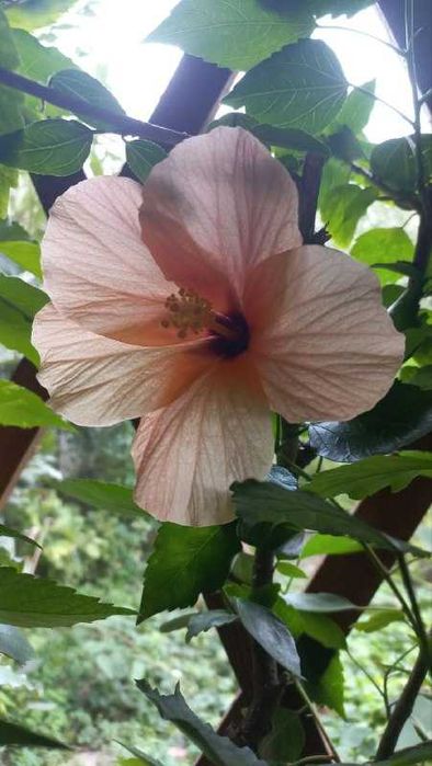 Продам гибискусы,драцену,толстянки,розмарин,жакаранду и уличные раст.