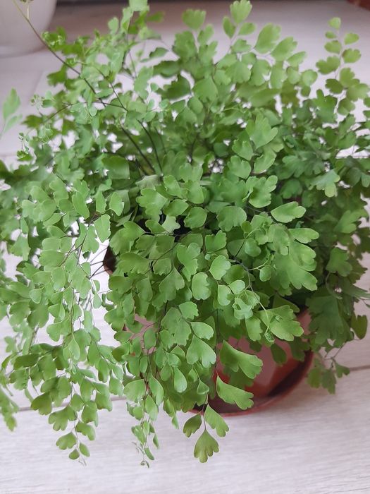 Адиантум-венерин волос (Папоротник)