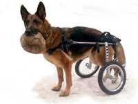 Инвалидная коляска тележка для собаки изготовление