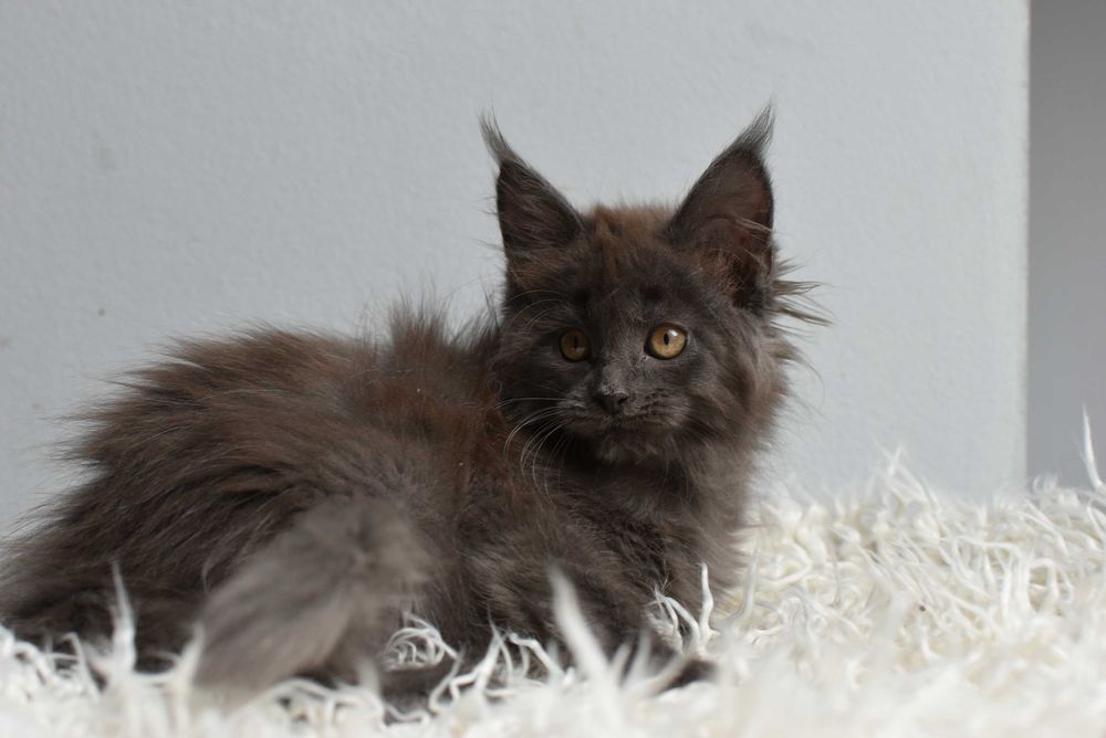 Kotka Maine Coon /Rodowód FPL
