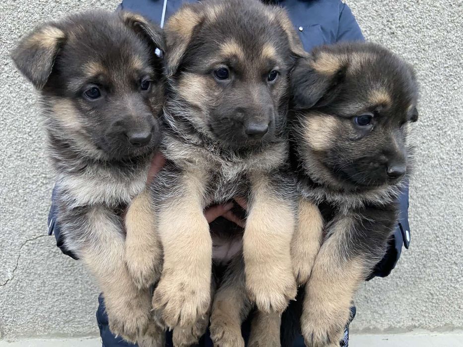 Продаються цуценята німецької вівчарки.