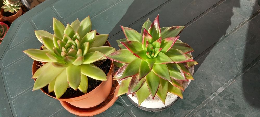 Suculentas diversas 3€ cada uma