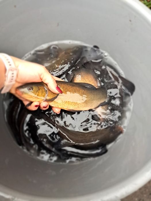 Karaś pospolita złota 18-20cm  Dostępny Jesiotr, karp