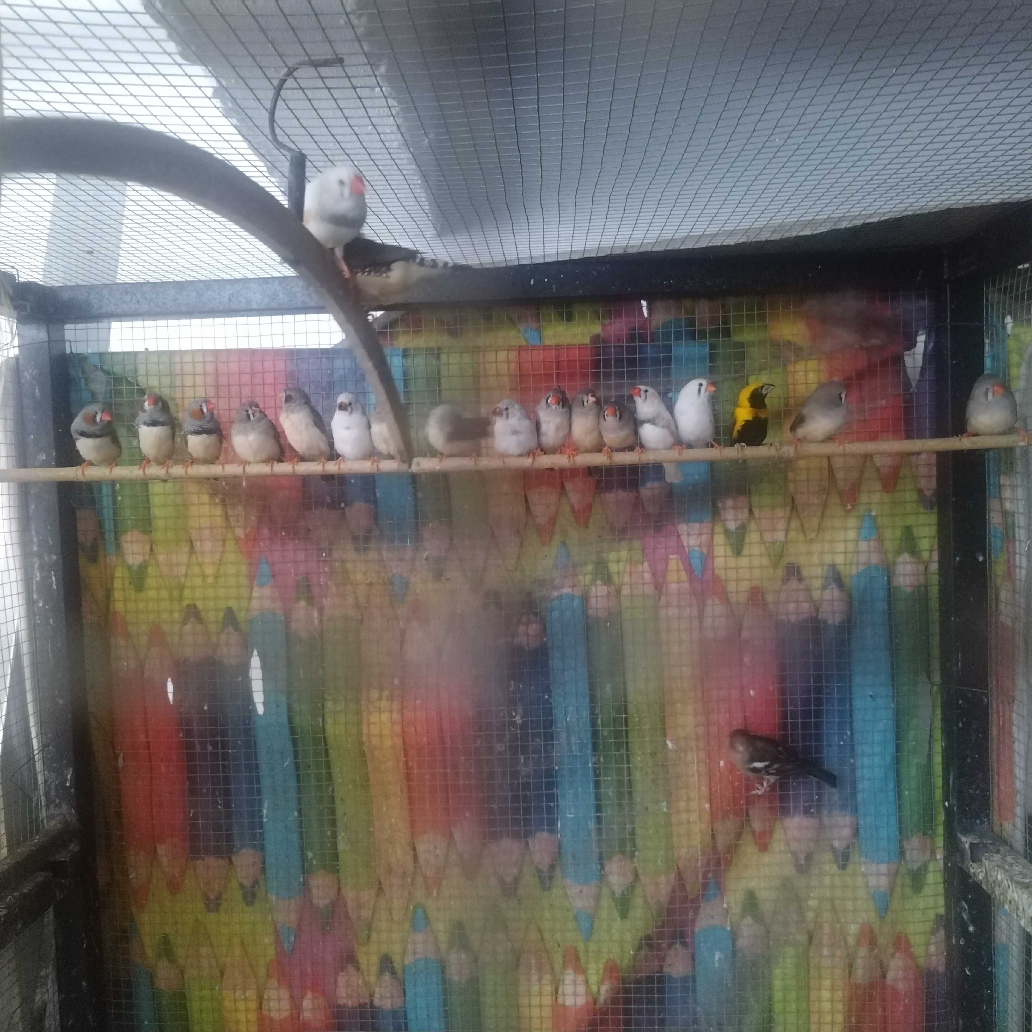 Mandarins E piriquitos novos deste ano