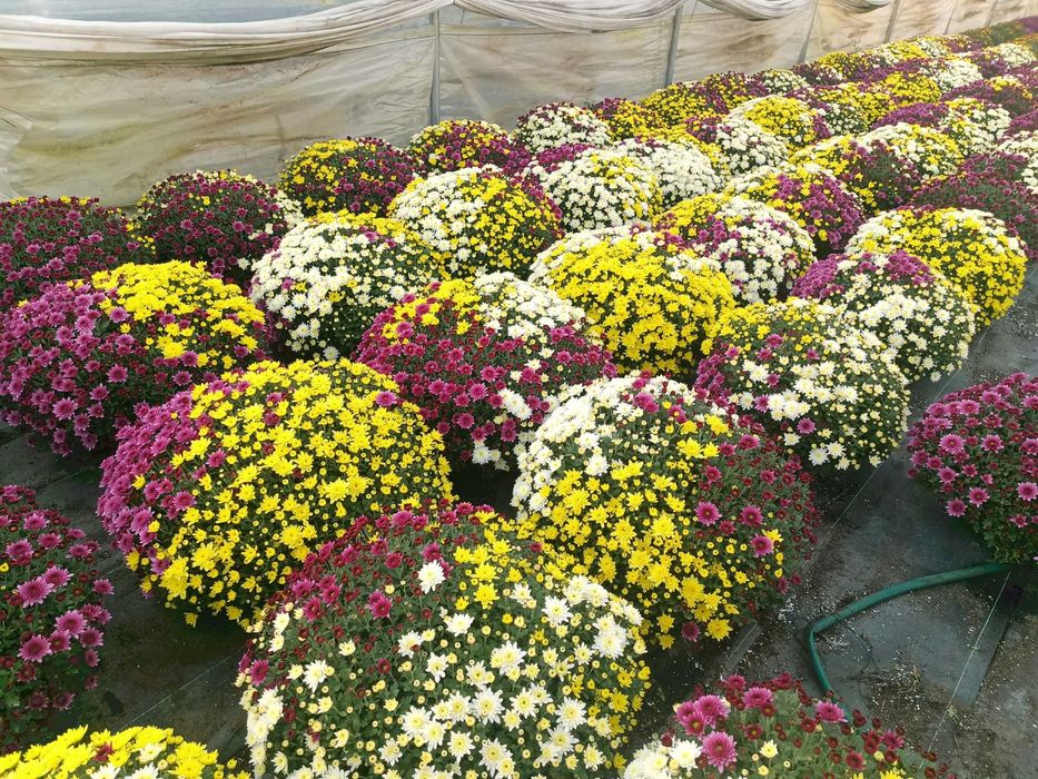 Chryzantemy sprzedaż hurtowa i detaliczna