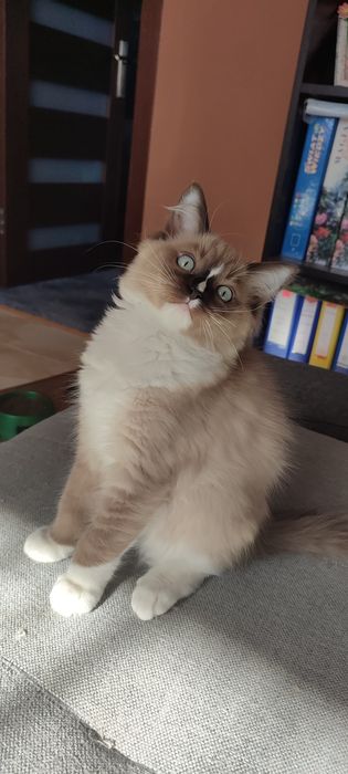 Ragdoll Cherubin Mink kotek rodowód  TICA