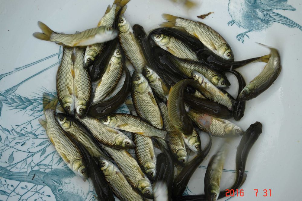 narybek lina lin 6-7cm do zarybienia staw