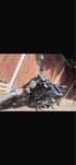 Honda CB 125R 2023