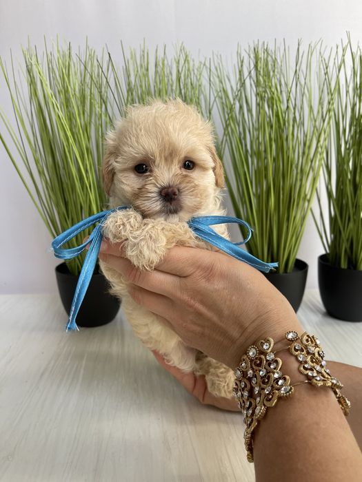 VIP Мальтипу F1 — Кожен з них  маленький шедевр