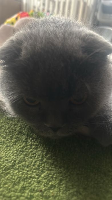 Подарую кота, дорослого, 11 років, в гарні руки, з туалетом і кормом
