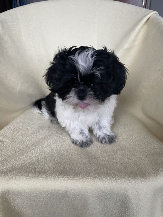 Chłopczyk shih tzu