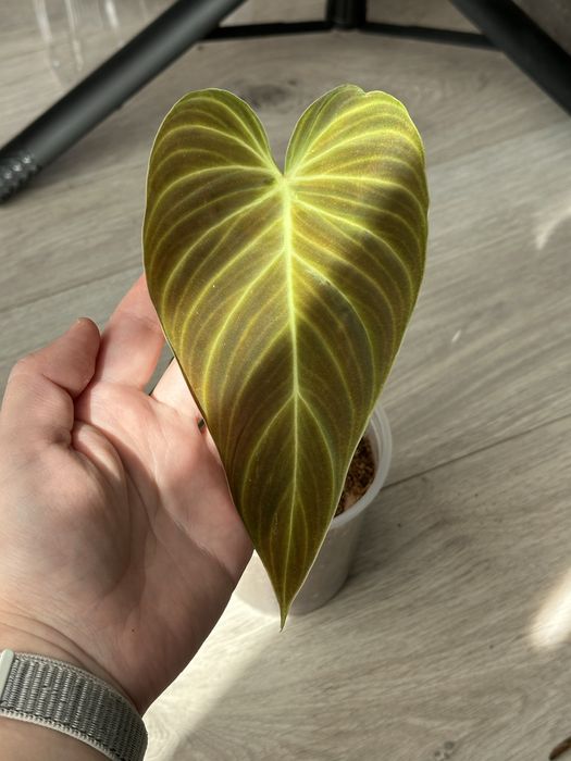Philodendron Splendid / Філодендрон Сплендід