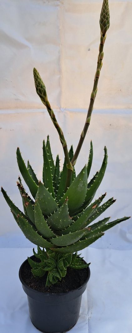 Aloes Mitriformis kwitnący