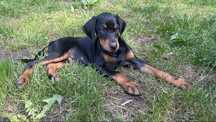 Doberman suczka