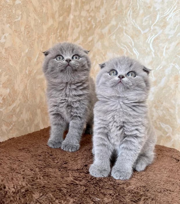 Шикарные шотланлские котятки вислоухие