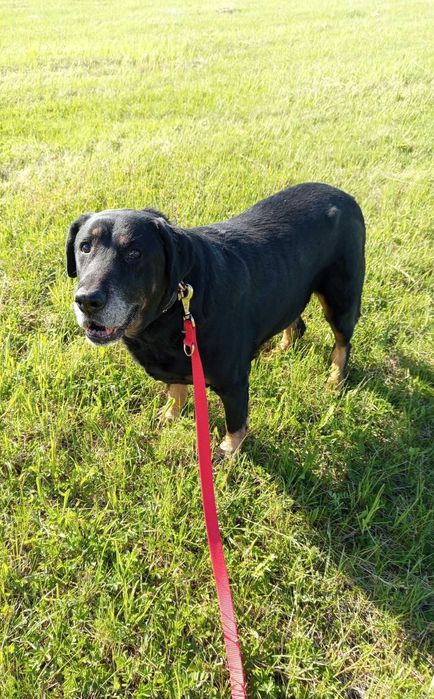 Saba rottweilerka do adopcji
