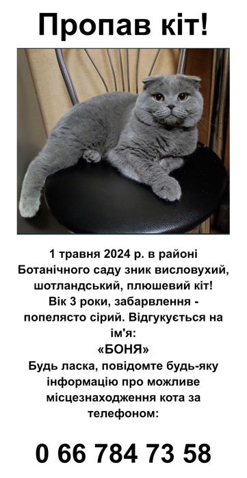Пропал кот, зник кіт