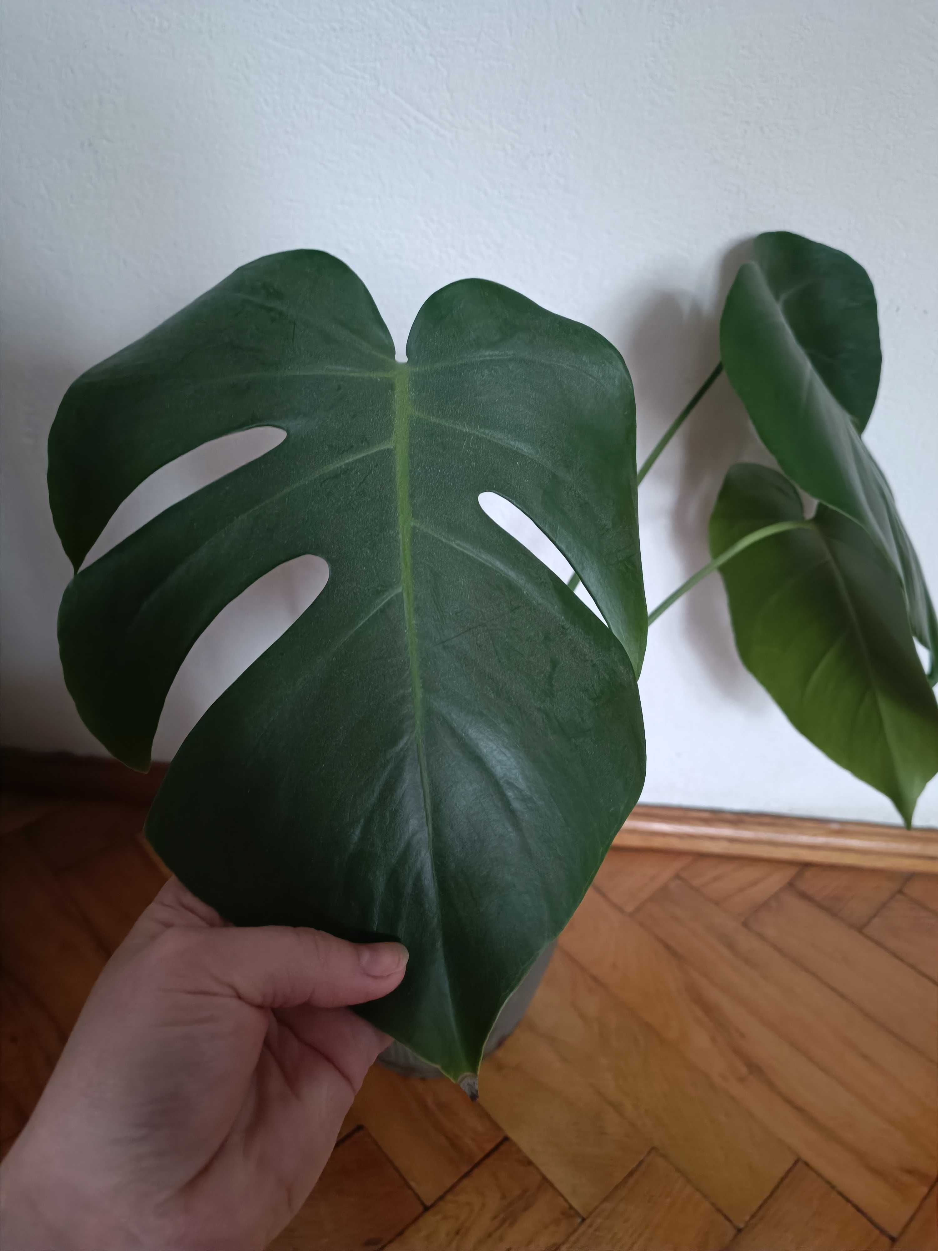 Monstera deliciosa