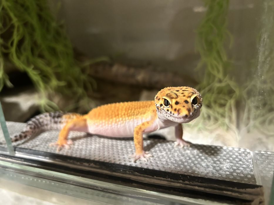 Samica eublefara/ gekona laparciefo raptor