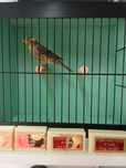 Canarios Lizard para ceder