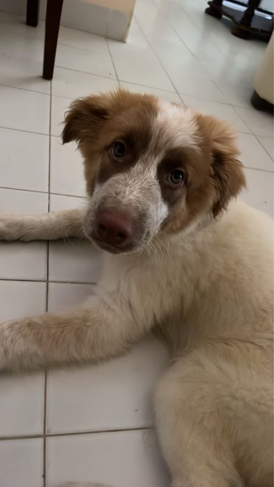 Cão bebe para adoção responsável