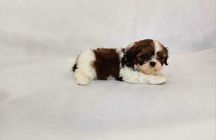 Piękny szczeniaczek shih tzu Tricolor z rodowodem