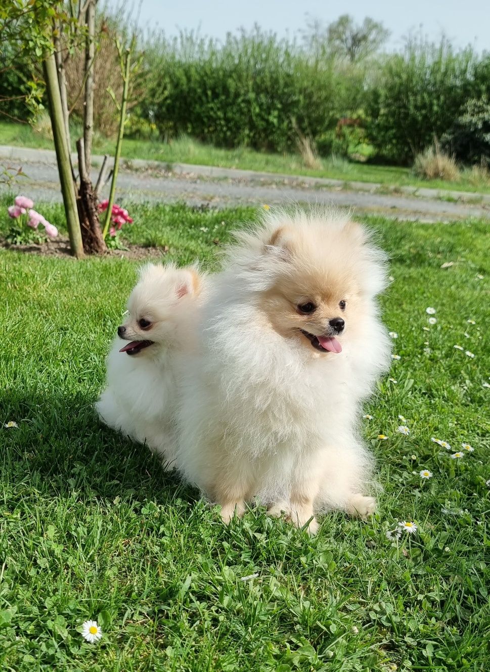 Pomeranian szpic miniaturowy