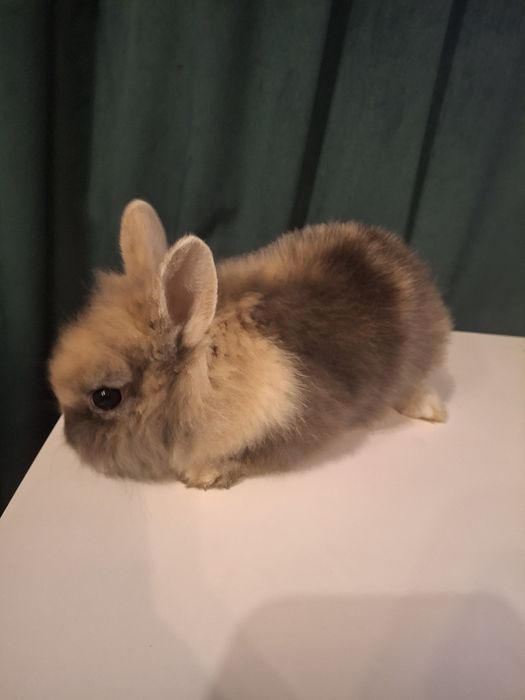 Króliczek królik miniaturka
