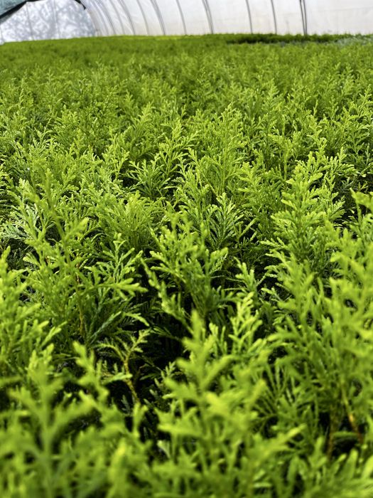 Tuja Szmaragd, Brabant sadzonki, PASZPORTY!