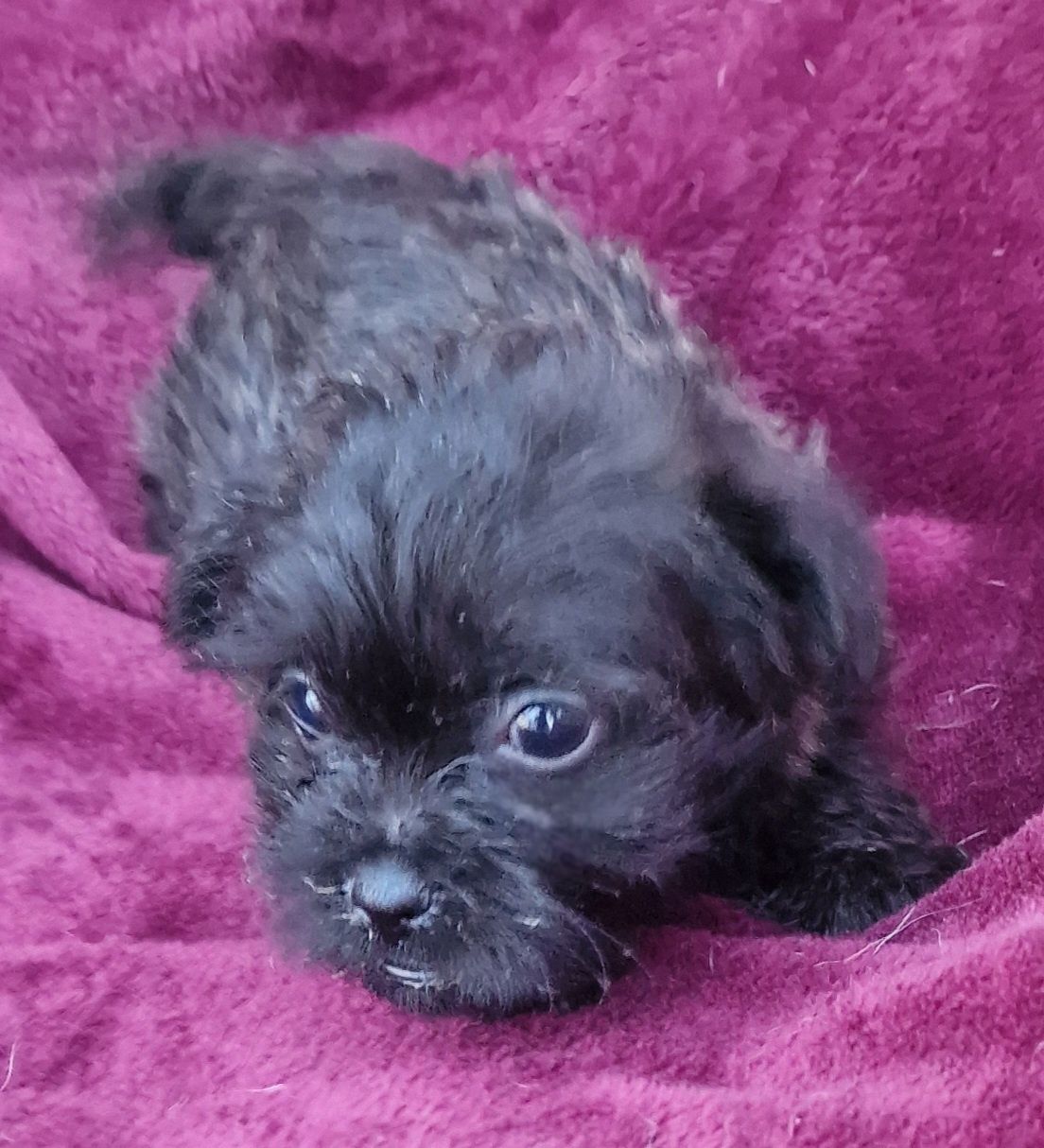 Peluche miniatura