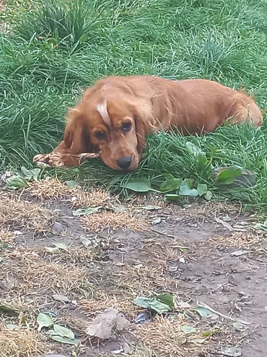 Англійський кокер спаніель