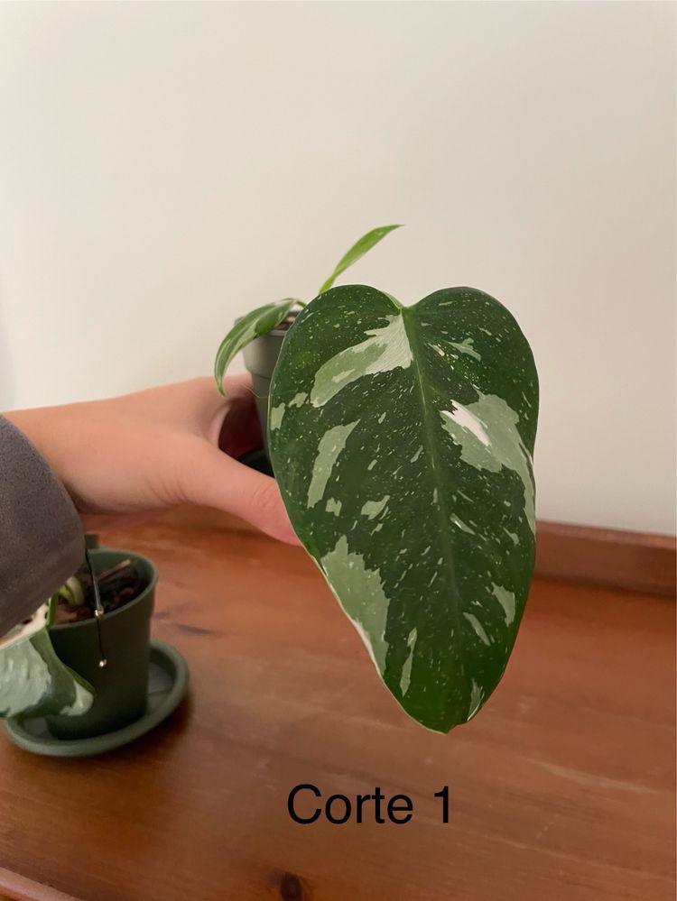 Planta rara philodendron white princess