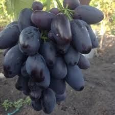 Саженці винограду молоді,будуть рости 100%. Аватар ламборджині наявні