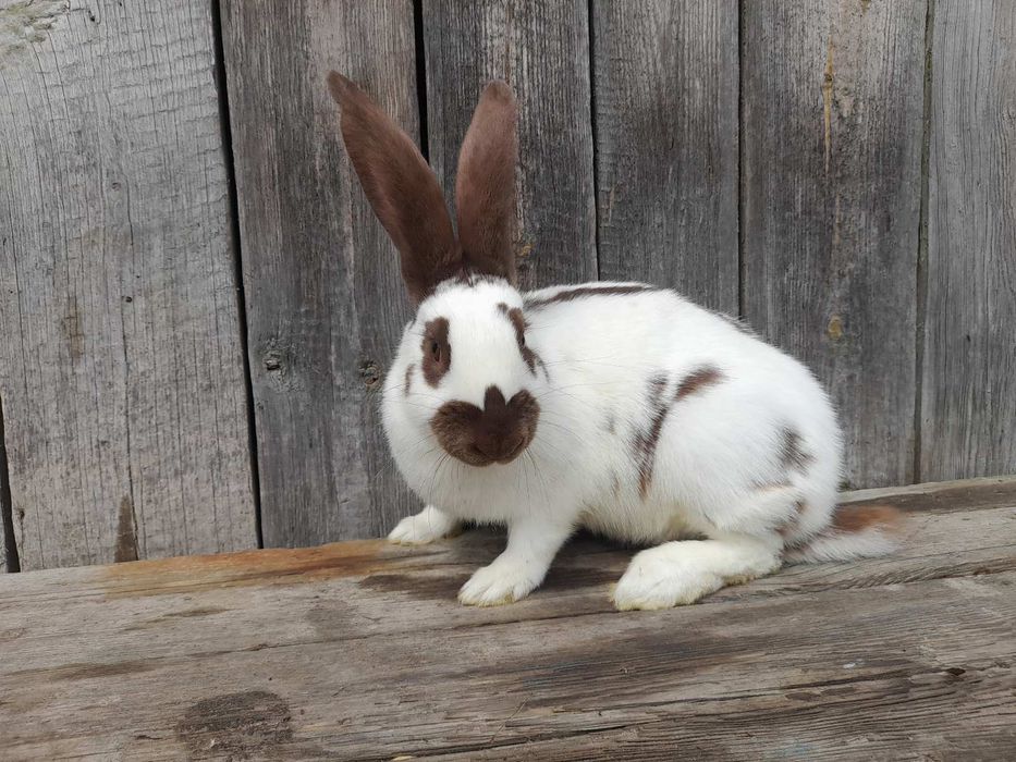 Продам кролі породи строкач