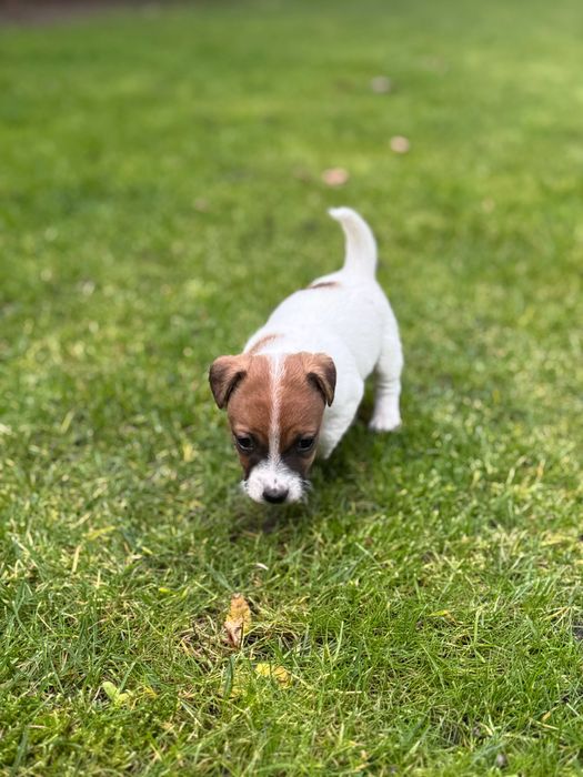 Jack Russell Terrier piesek WZORZEC rodzice FCI/ ZKwP #Smartie Jacks#